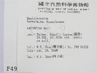 乳菇屬藏品圖，第2張