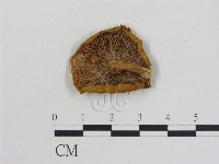 乳菇屬藏品圖，第1張