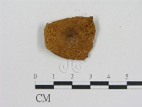 乳菇屬藏品圖，第3張