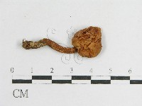 登錄號:F0004911藏品圖，第1張