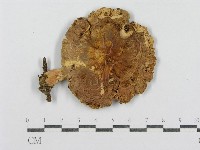 紅菇屬藏品圖，第3張