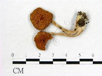 登錄號:F0004913藏品圖，第1張