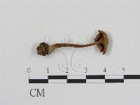 登錄號:F0004914藏品圖，第1張