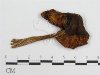 登錄號:F0004915藏品圖，第1張