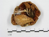 登錄號:F0004916藏品圖，第1張