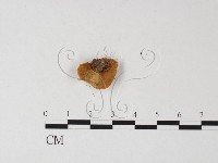 登錄號:F0004917藏品圖，第3張
