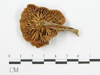 登錄號:F0004920藏品圖，第4張