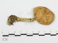 登錄號:F0004921藏品圖，第3張