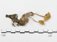 登錄號:F0004922藏品圖，第1張