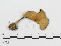 登錄號:F0004923藏品圖，第1張