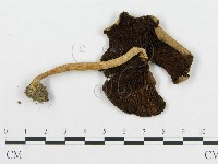 登錄號:F0004924藏品圖，第1張