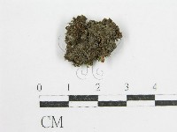 鬼傘屬藏品圖，第1張