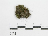 鬼傘屬藏品圖，第3張