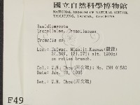 銀耳屬藏品圖，第2張