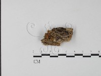 銀耳屬藏品圖，第1張