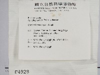 優雅波邊革菌藏品圖，第2張