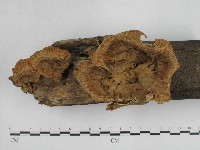 優雅波邊革菌藏品圖，第1張