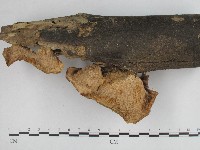 優雅波邊革菌藏品圖，第4張