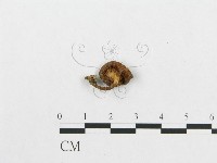 登錄號:F0004929藏品圖，第1張