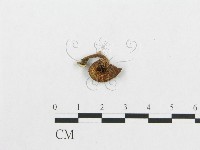 登錄號:F0004929藏品圖，第3張