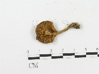 登錄號:F0004930藏品圖，第1張