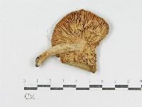 登錄號:F0004931藏品圖，第1張