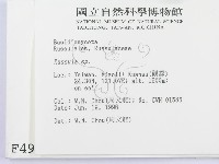 紅菇屬藏品圖，第2張