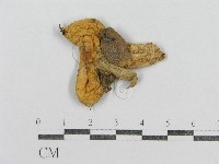 紅菇屬藏品圖，第1張