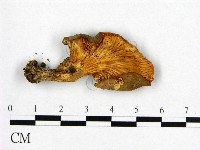 登錄號:F0004933藏品圖，第3張