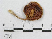 登錄號:F0004934藏品圖，第3張