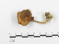 登錄號:F0004935藏品圖，第1張