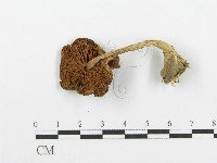 登錄號:F0004935藏品圖，第3張