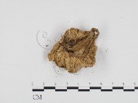 登錄號:F0004937藏品圖，第1張