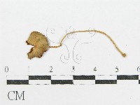 登錄號:F0004938藏品圖，第3張