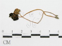 登錄號:F0004939藏品圖，第1張