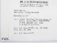 微皮傘屬藏品圖，第2張