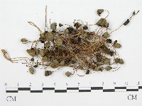 登錄號:F0004941藏品圖，第1張