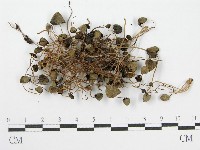 登錄號:F0004941藏品圖，第3張