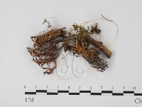 登錄號:F0004943藏品圖，第1張