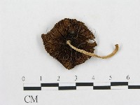 登錄號:F0004944藏品圖，第1張