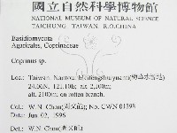 鬼傘屬藏品圖，第2張