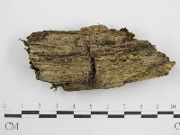 鬼傘屬藏品圖，第3張
