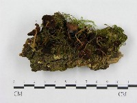 登錄號:F0004946藏品圖，第3張