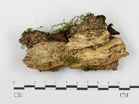登錄號:F0004946藏品圖，第4張