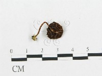 登錄號:F0004946藏品圖，第5張