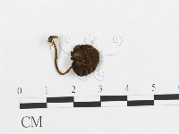 登錄號:F0004946藏品圖，第1張
