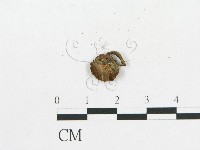 登錄號:F0004947藏品圖，第1張