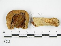 登錄號:F0004948藏品圖，第1張