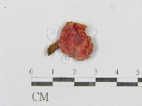 紅菇屬藏品圖，第1張