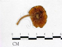 登錄號:F0004950藏品圖，第1張